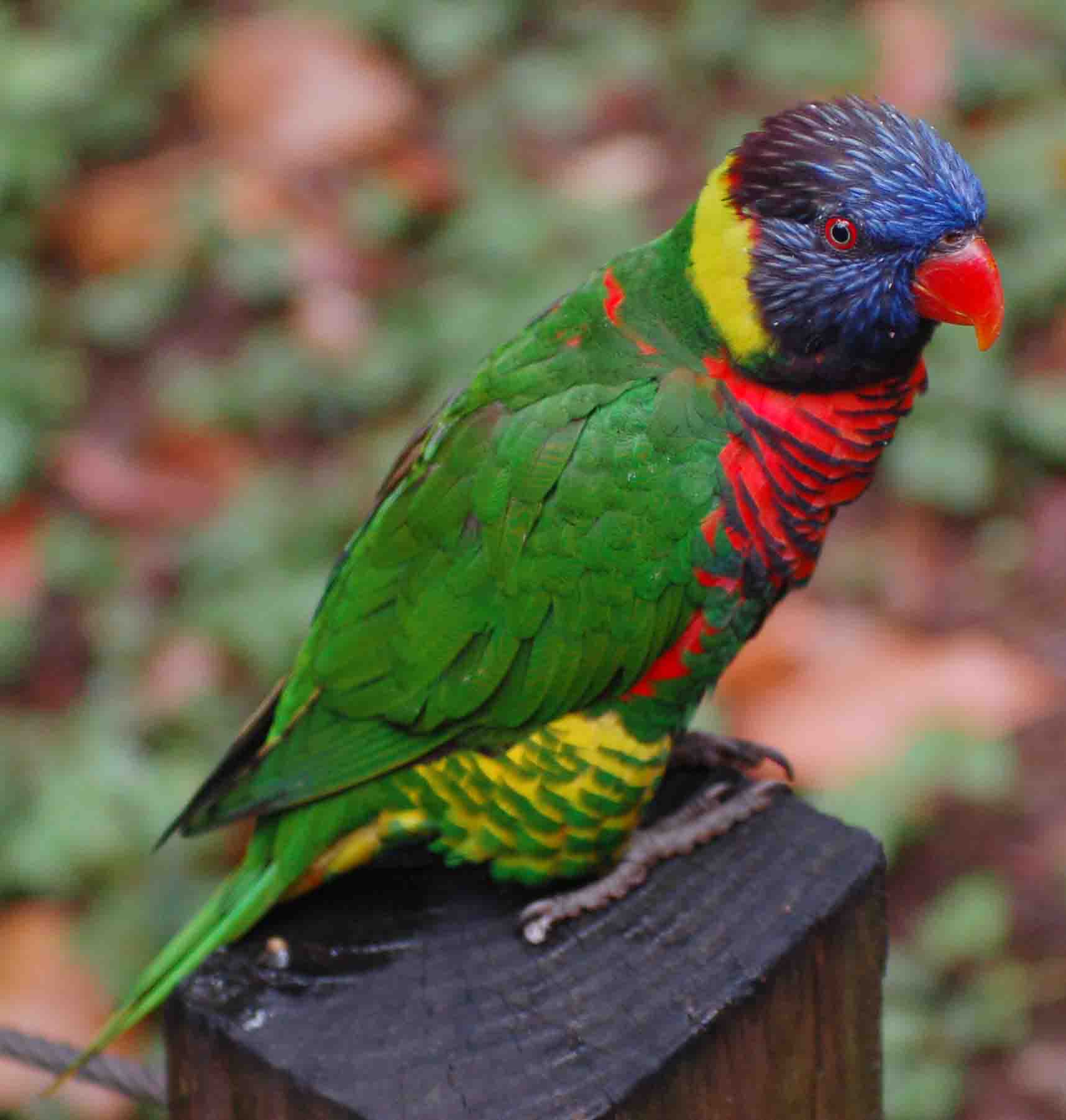 Trichoglossus haematodus